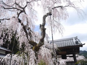 大野寺コイトシダレザクラ