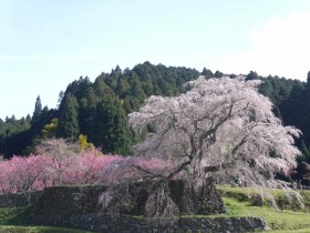 又兵衛桜